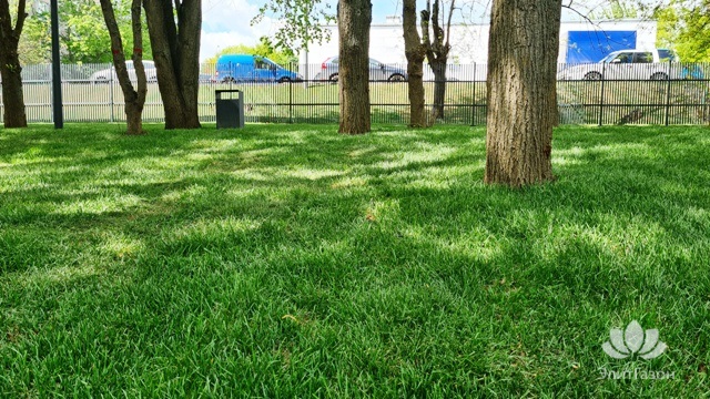Уложенный рулонный газон, озеленение территории. Фото 13.
