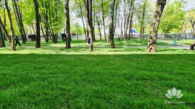 Уложенный рулонный газон, озеленение территории. Фото 14.